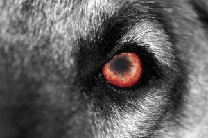 6 ss wolf's eye-sm