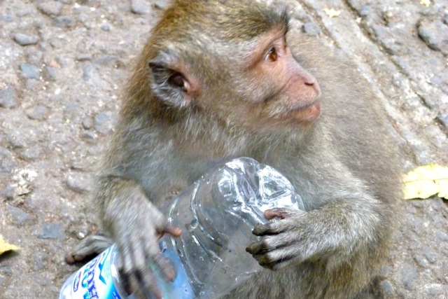 Mischievious Monkey at Ubud's sacred monkey forest
